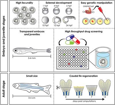 Zebrafish: A Resourceful Vertebrate Model to Investigate Skeletal Disorders